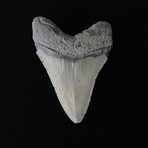 3.84" Megalodon Tooth