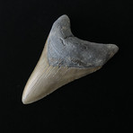 4.53" Megalodon Tooth