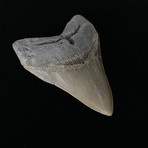 4.80" Megalodon Tooth