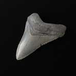 3.91" Megalodon Tooth