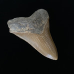 4.75" High Quality Serrated Megalodon Tooth