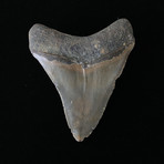 4.18" Megalodon Tooth