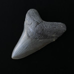 4.61" Megalodon Tooth