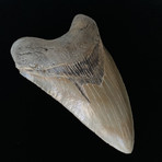 5.88" High Quality Serrated Megalodon Tooth