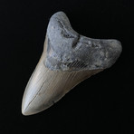 5.00" Megalodon Tooth