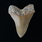 4.75" High Quality Serrated Megalodon Tooth