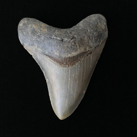 4.03" Megalodon Tooth