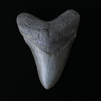 4.61" Megalodon Tooth