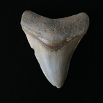 4.18" Megalodon Tooth