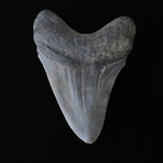 4.61" Megalodon Tooth