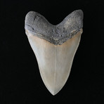 5.22" High Quality Serrated Megalodon Tooth