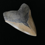 5.14" High Quality Serrated Megalodon Tooth