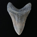 5.00" Megalodon Tooth