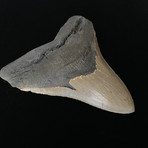 5.77" High Quality Serrated Megalodon Tooth