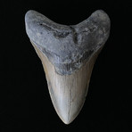 5.00" Megalodon Tooth