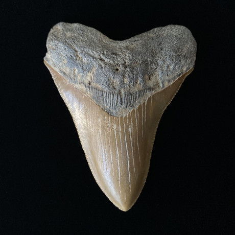 4.75" High Quality Serrated Megalodon Tooth