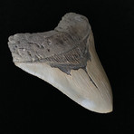 5.24" High Quality Serrated Megalodon Tooth