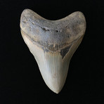 4.51" Megalodon Tooth