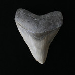 4.13" Megalodon Tooth