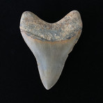 4.51" Megalodon Tooth