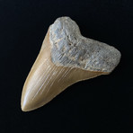 4.75" High Quality Serrated Megalodon Tooth