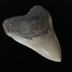 5.70" High Quality Serrated Megalodon Tooth