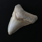 4.18" Megalodon Tooth