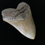 6.05" Massive High Quality Serrated Megalodon Tooth