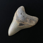 4.51" Megalodon Tooth