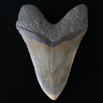 Massive Megalodon Tooth