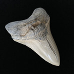 5.34" High Quality Serrated Megalodon Tooth