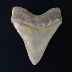 5.39" High Quality Serrated Megalodon Tooth