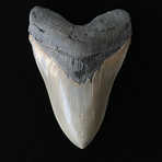 5.22" High Quality Serrated Megalodon Tooth