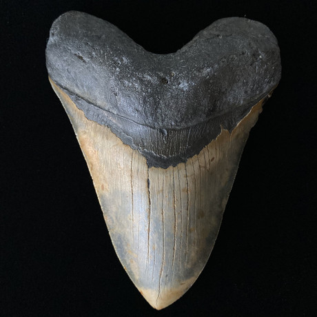 Massive Megalodon Tooth