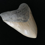 5.48" High Quality Serrated Megalodon Tooth