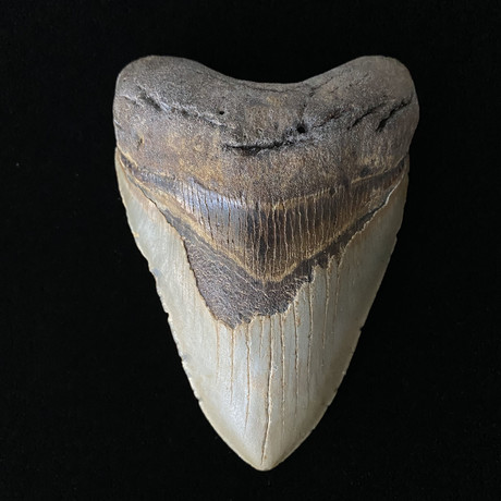 5.03" Megalodon Tooth