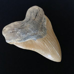 5.81" Massive High Quality Serrated Megalodon Tooth