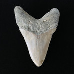 4.87" Megalodon Tooth