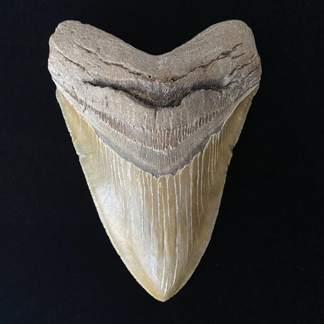 5.60" High Quality Serrated Megalodon Tooth