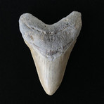 4.87" Megalodon Tooth