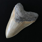 5.22" High Quality Serrated Megalodon Tooth