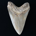 5.88" High Quality Serrated Megalodon Tooth