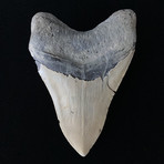 5.09" Megalodon Tooth (5.09"L x 3.56"W)