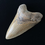 5.88" High Quality Serrated Megalodon Tooth