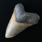 Massive Megalodon Tooth