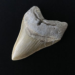 4.80" Megalodon Tooth