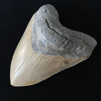 5.48" High Quality Serrated Megalodon Tooth