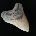 5.82" High Quality Serrated Megalodon Tooth