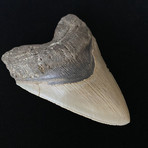 5.90" Massive High Quality Serrated Megalodon Tooth