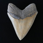 5.14" High Quality Serrated Megalodon Tooth